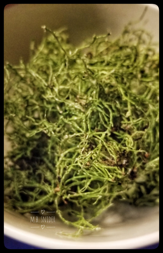 Usnea Tincture