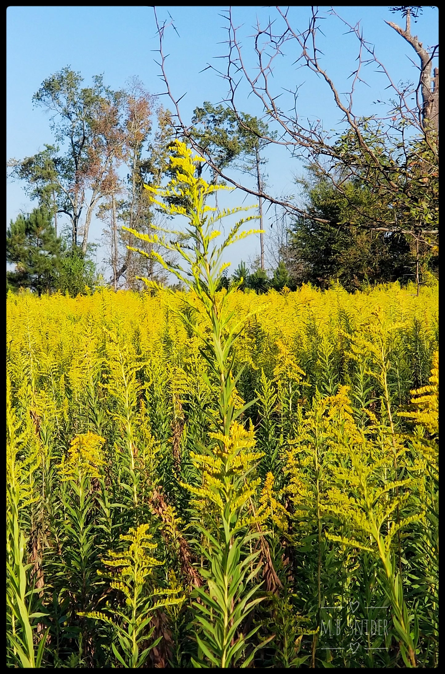 Goldenrod Tincture