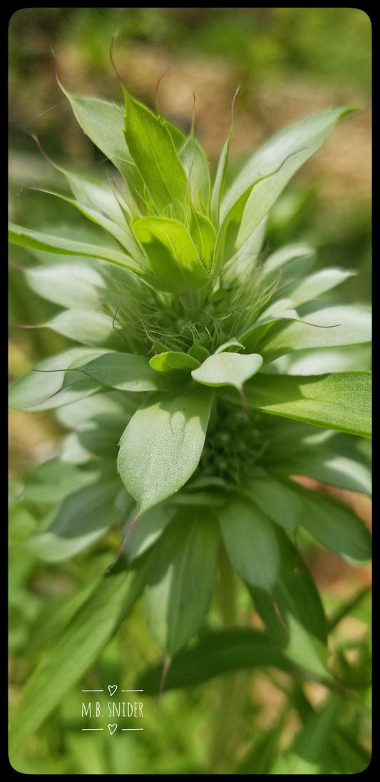 Bee Balm Tincture