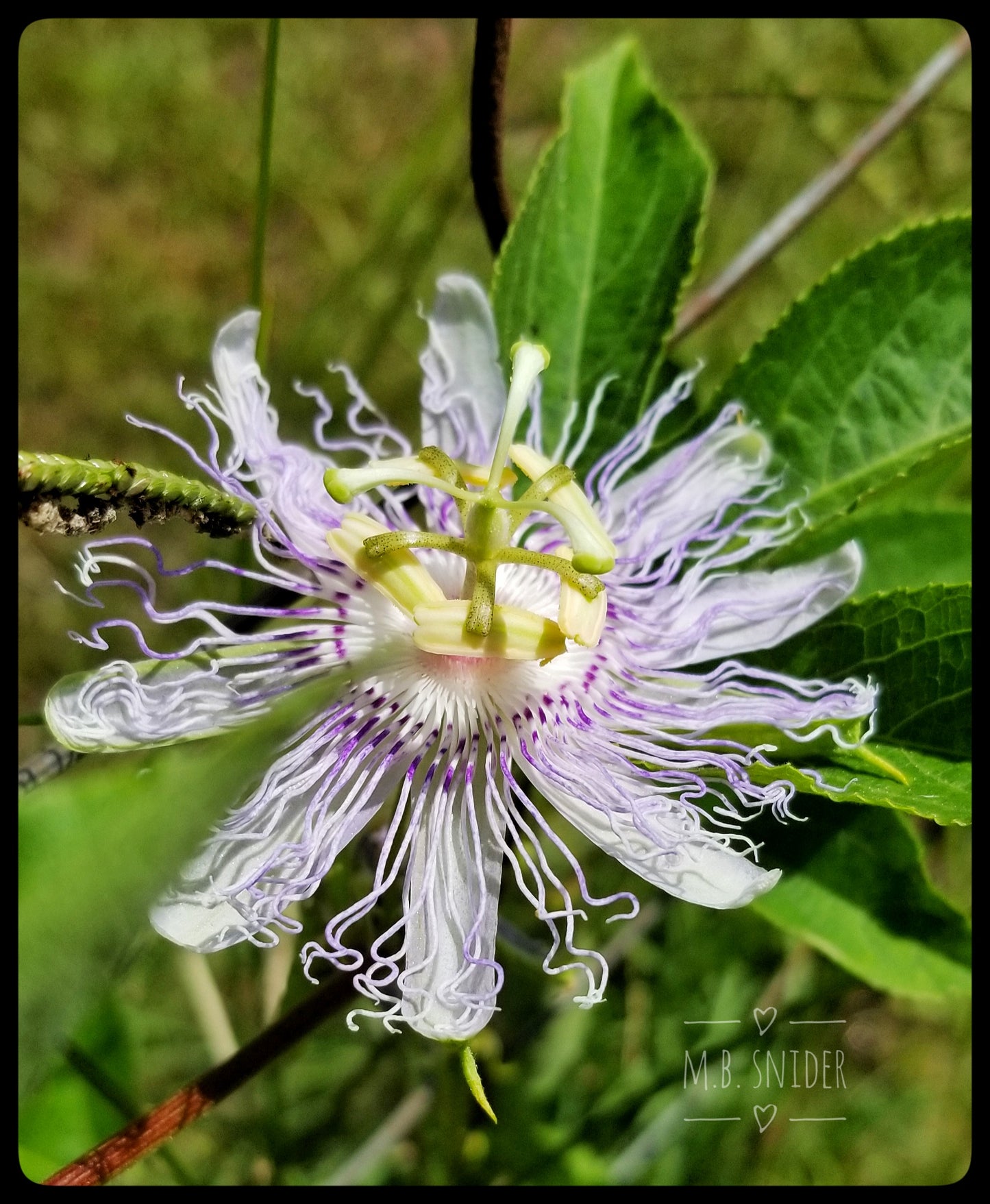 Passionflower Tea