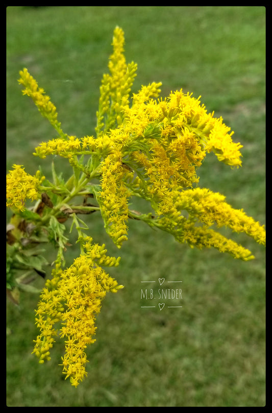 Goldenrod Tea