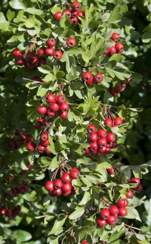 Hawthorne Berry Tincture