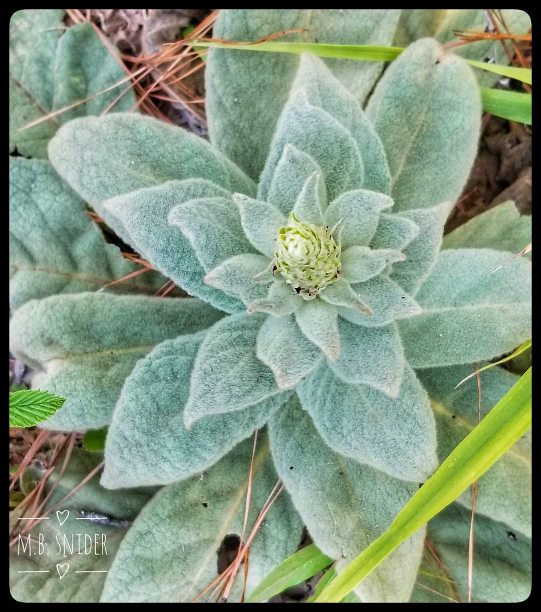 Mullein Tea or Smoking Herb