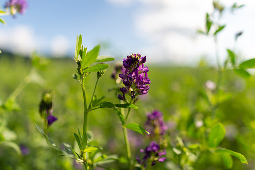 Alfalfa Tincture