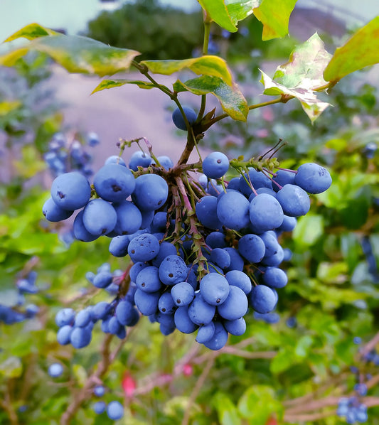 Bilberry Tincture