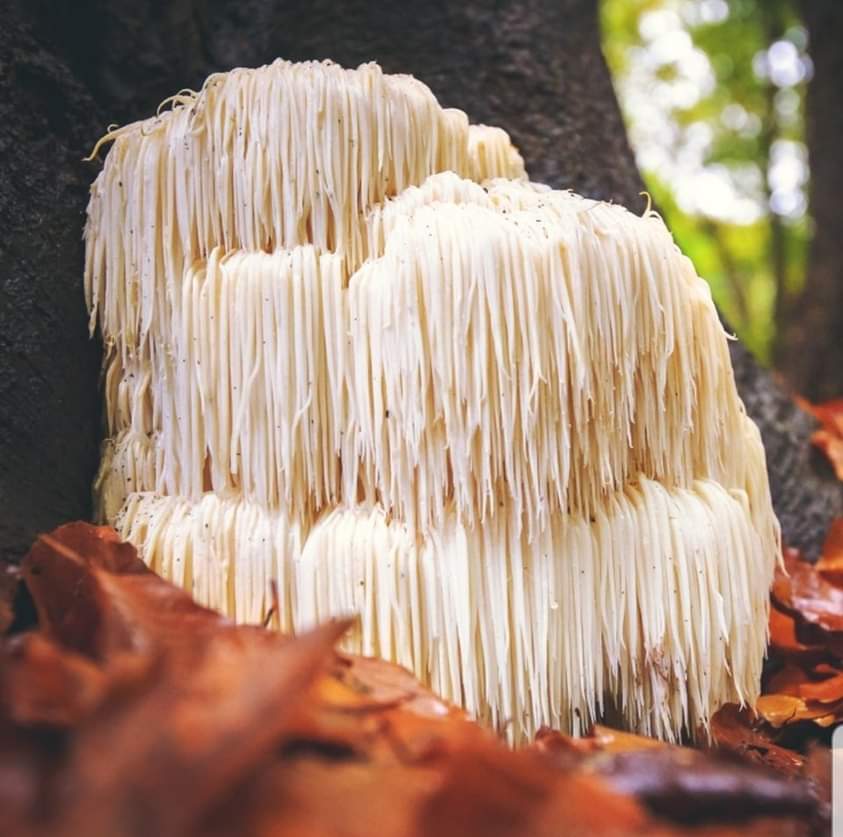 Lion's Mane Tincture