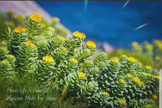 Rhodiola Tincture