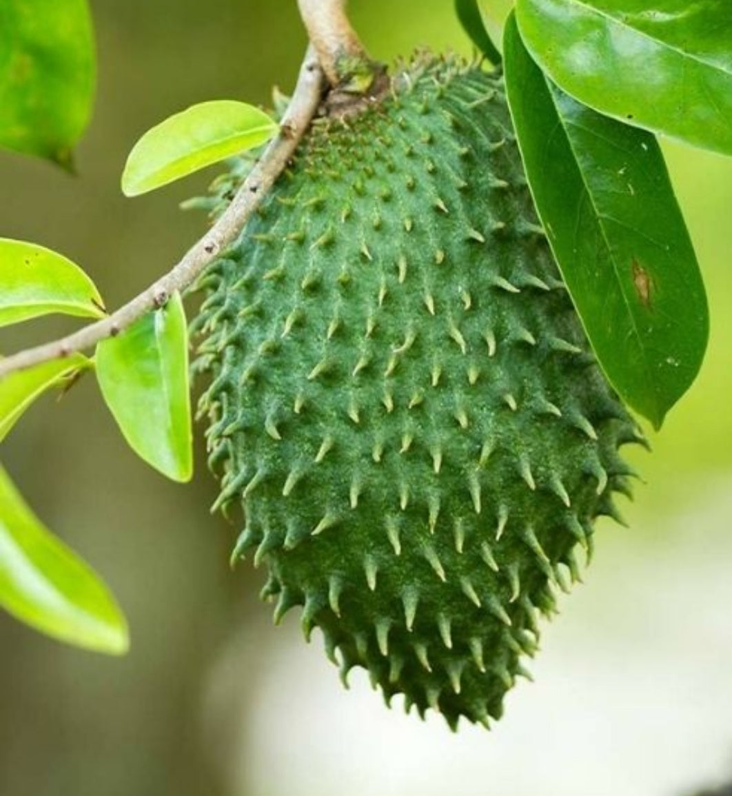 Soursop Tincture